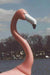 Adventure Glass Pink Flamingo Platform 4 Person Pedal Boat Pedal Boats Adventure Glass   